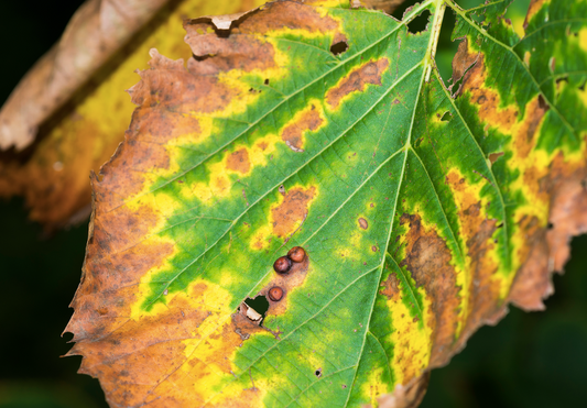 Leaf Affected by Bacterial Leaf Scorch
