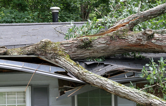 huge tree smashes roof when falling after storm