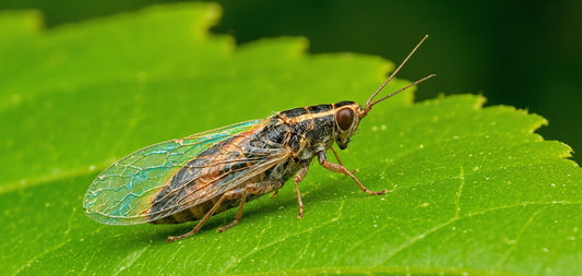 Leafhoppers are significant sources of BLS