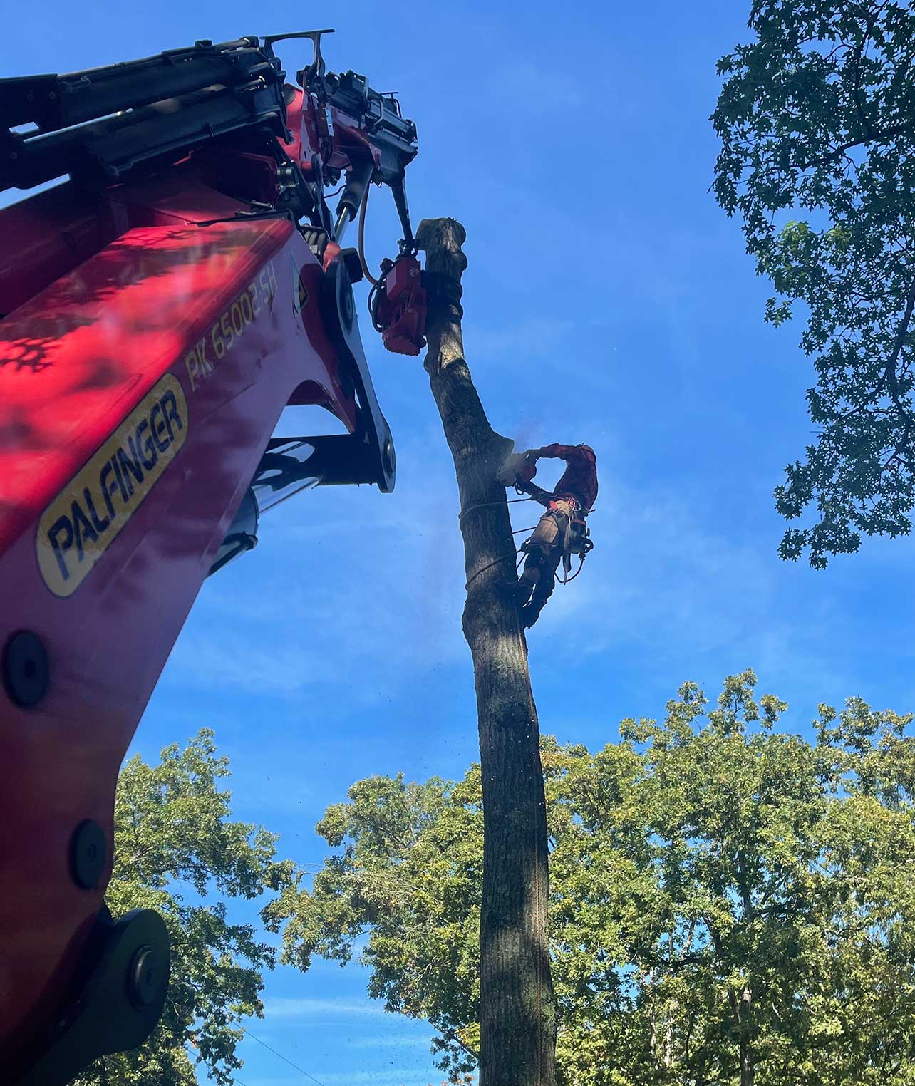 crane rental service with grapple tree saw