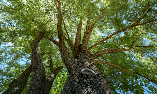 Pristine Ash Tree