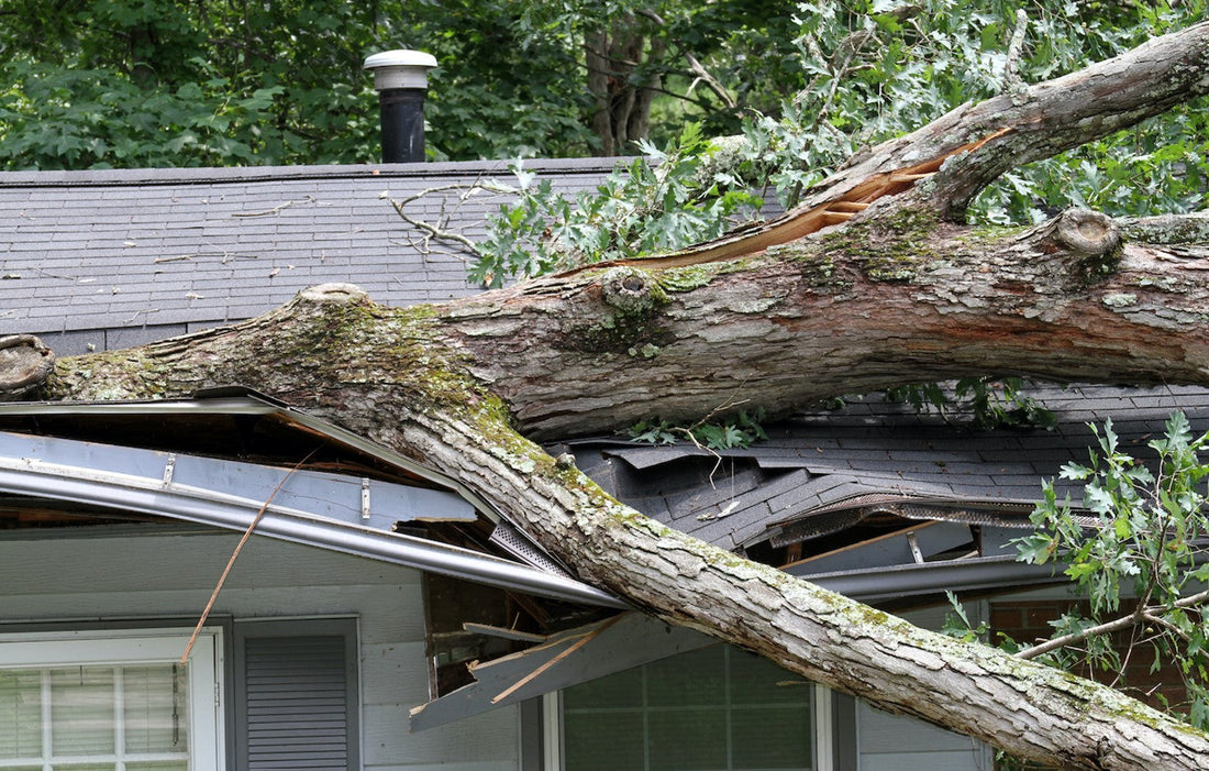 huge tree smashes roof when falling after storm