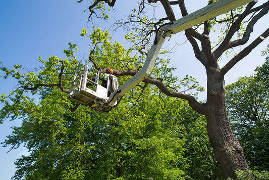 Tree Maintenance and Safety Through Routine Pruning