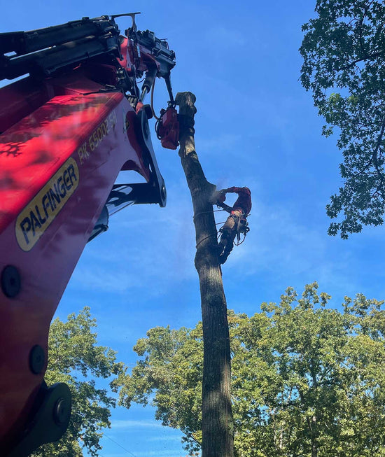 crane rental service with grapple tree saw